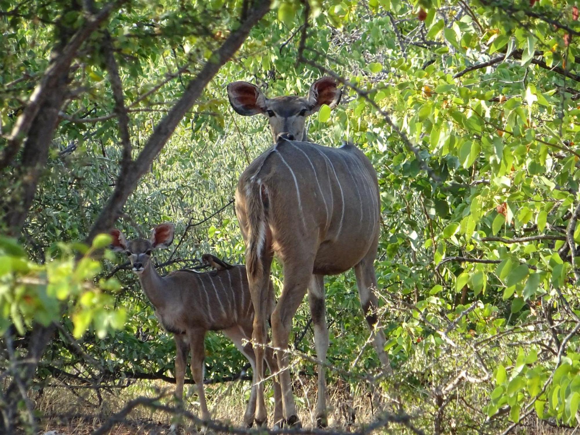 Limpokwena Nature Reserve Tokio Zewnętrze zdjęcie